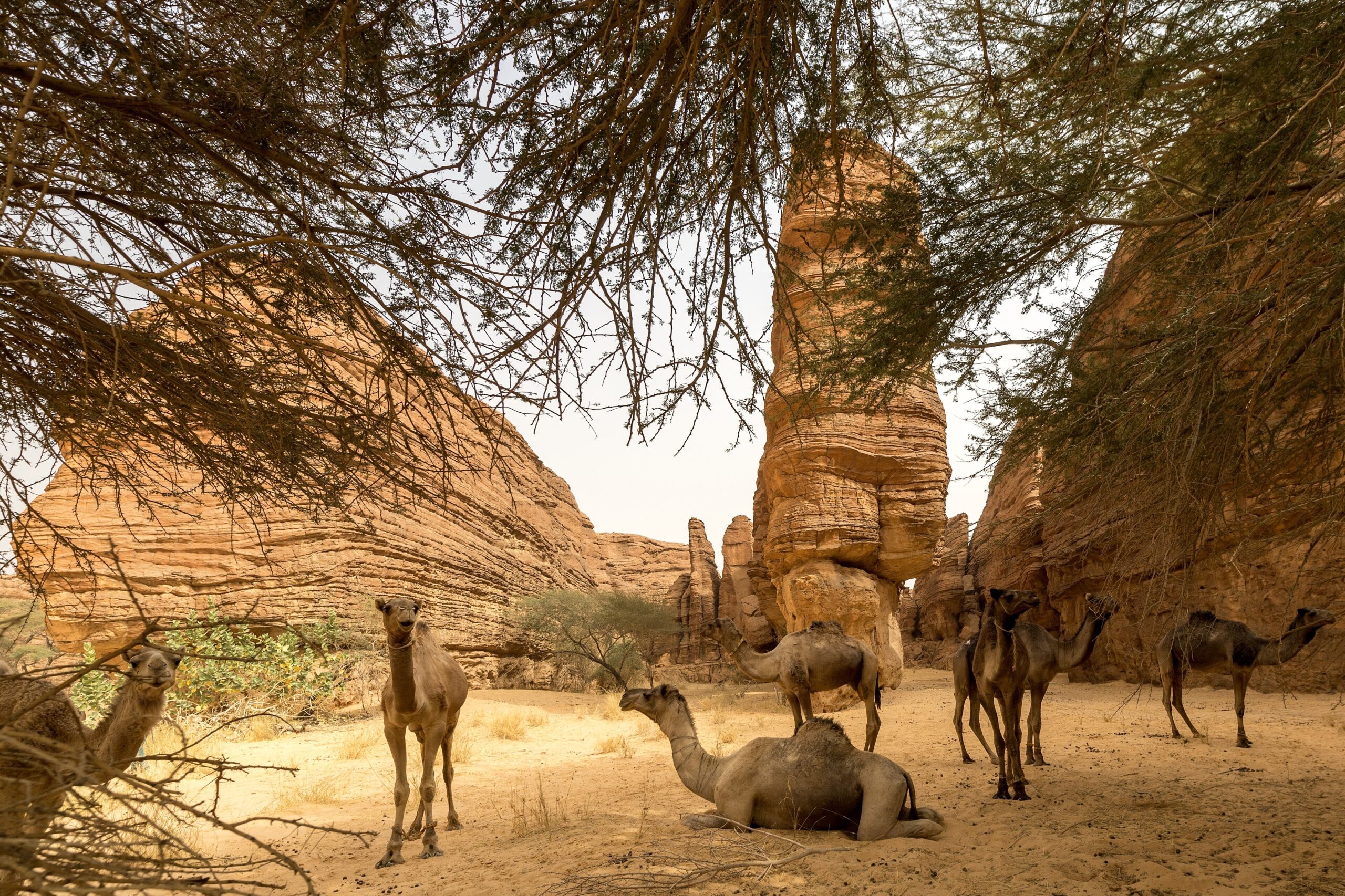 Camels among the sandstone formations of the Ennedi, Chad