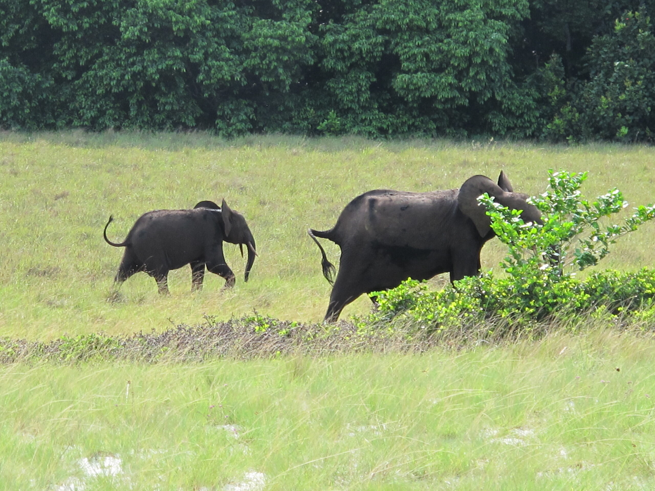 Elephant with calf in Loango National Park, Gabon