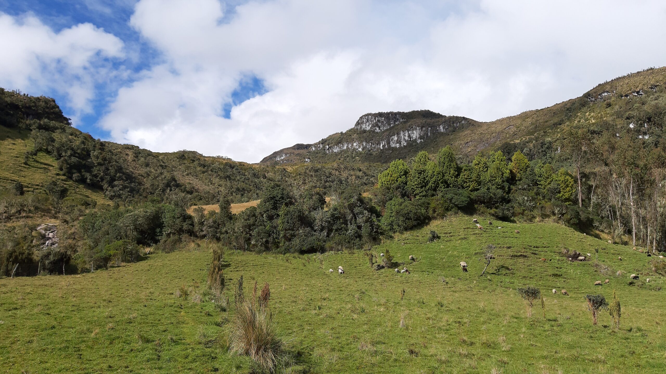 Green hills and grazing sheep in the countryside near Murillo, Tolima, Colombia