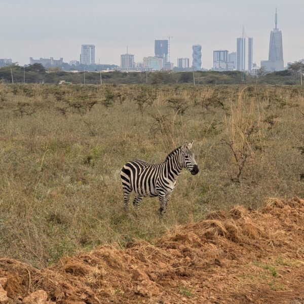 A zebra in the grassland of Nairobi National Park with the Nairobi skyline in the background