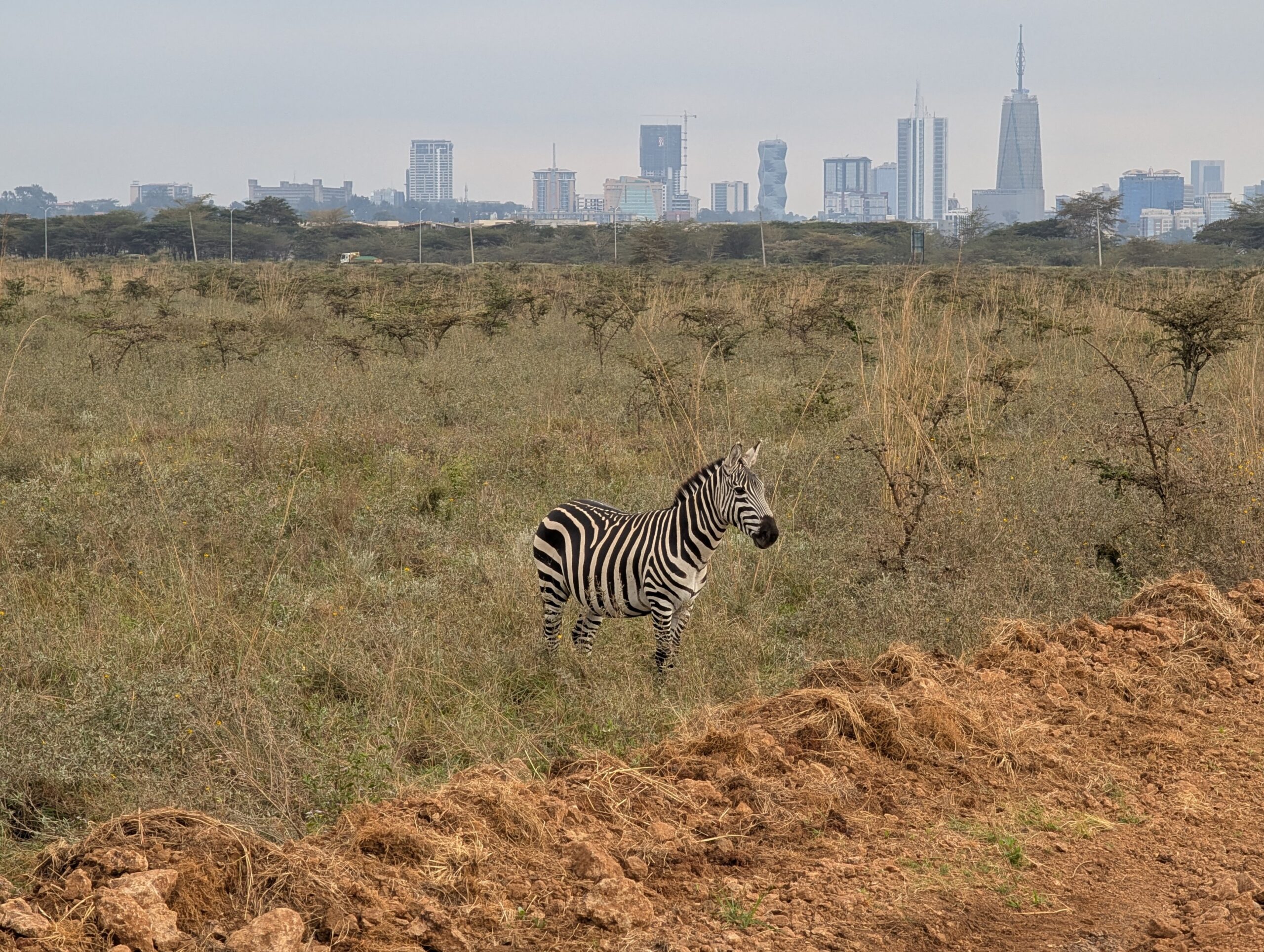 A zebra in the grassland of Nairobi National Park with the Nairobi skyline in the background