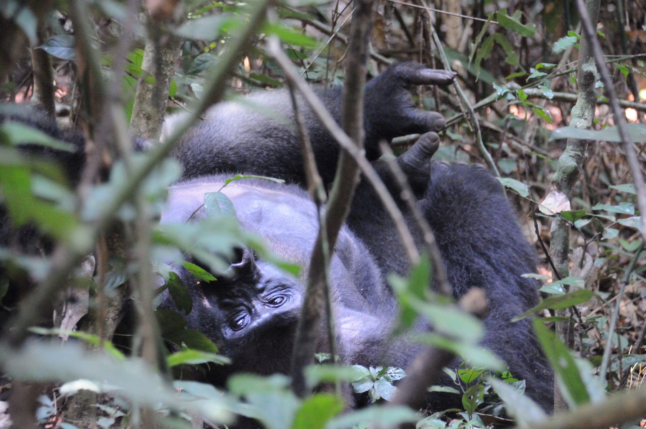 Western lowland gorilla resting in Dzanga-Sangha National Park, Central African Republic