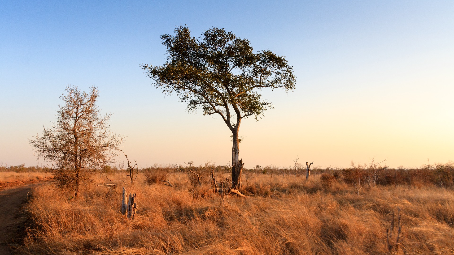 Саванны и редколесья занимают обширные равнины африки. Саванны и редколесья. Климат саванны Австралии. ГП саванны и редколесья в Австралии. Прерия и Саванна.